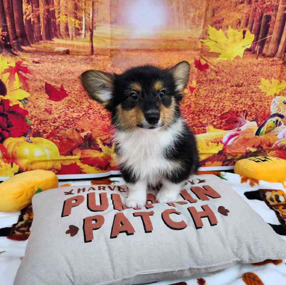 Male Pembroke Welsh Corgi Puppy for Sale in Virginia Beach, VA