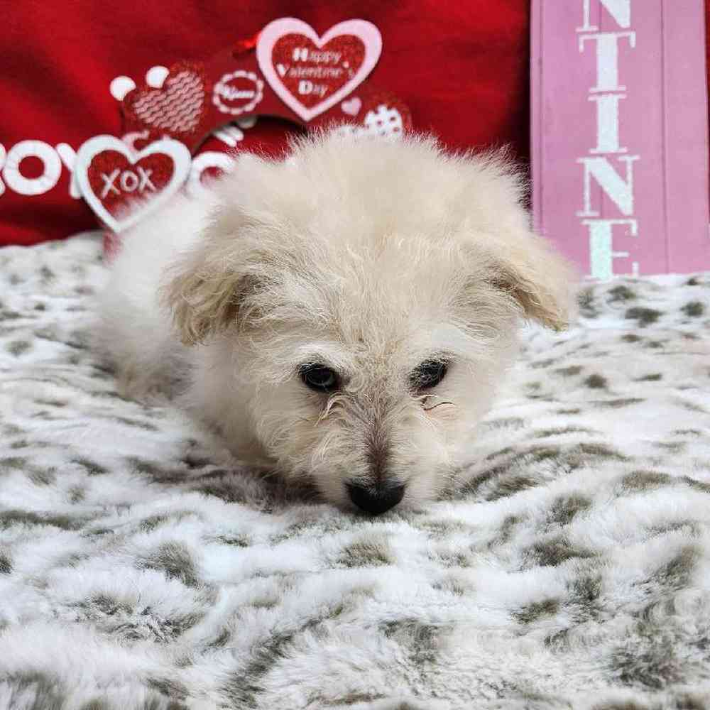 Male Pompoo Puppy for Sale in Virginia Beach, VA