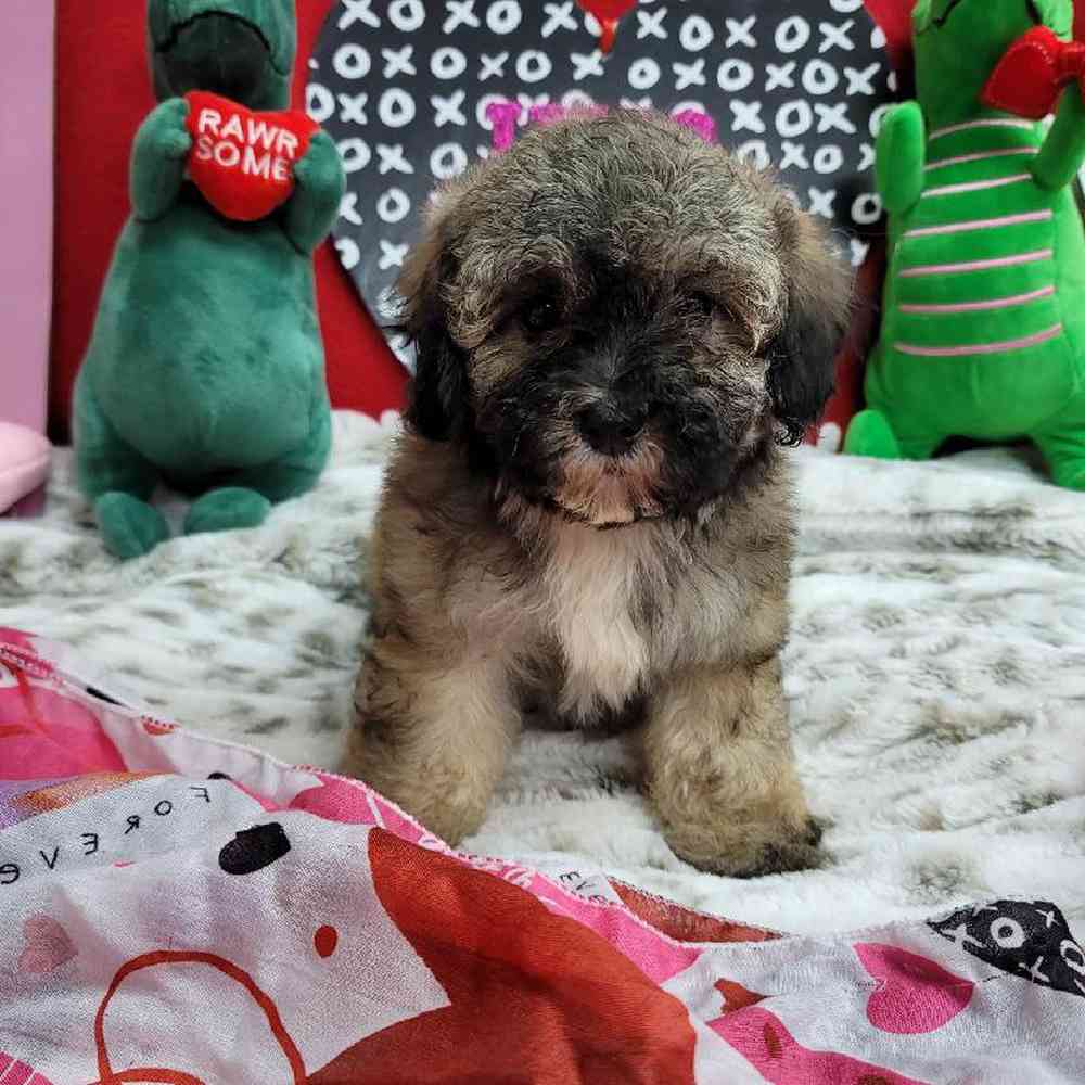 Female Bichonpoo Puppy for Sale in Virginia Beach, VA