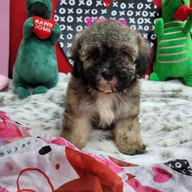 Bichonpoo