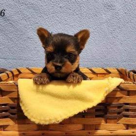 Yorkie-Poo