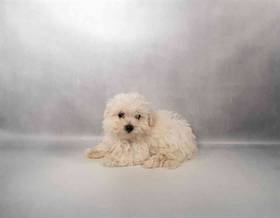 Maltese