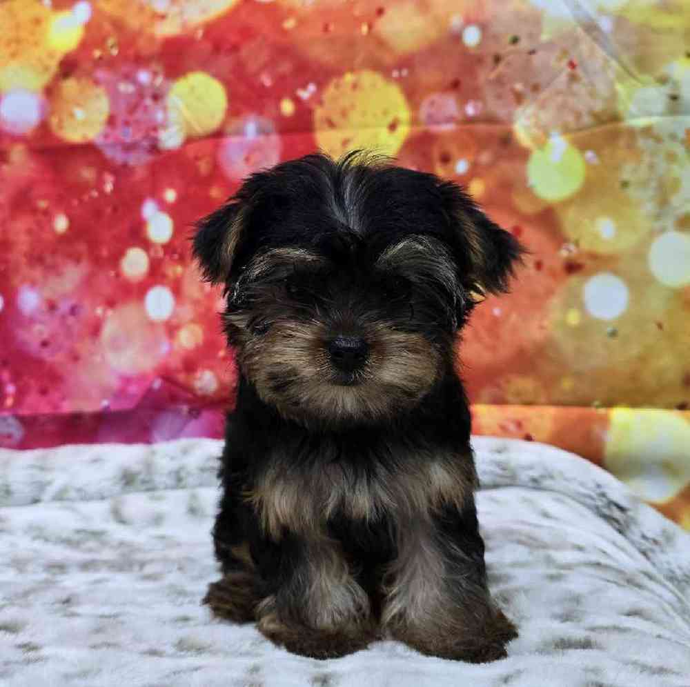 Female Yorkie Puppy for Sale in Virginia Beach, VA