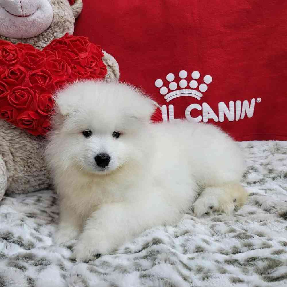 Male Samoyed Puppy for Sale in Virginia Beach, VA