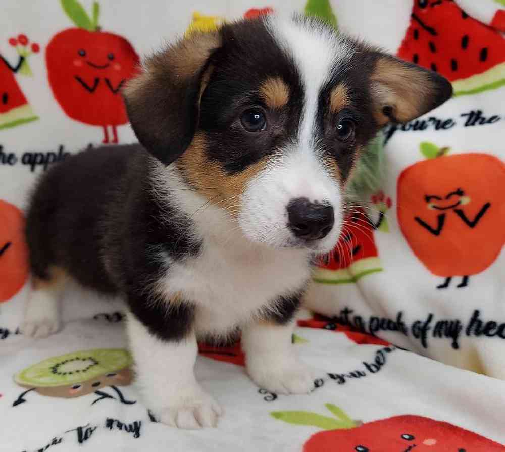 Male Pembroke Welsh Corgi Puppy for sale