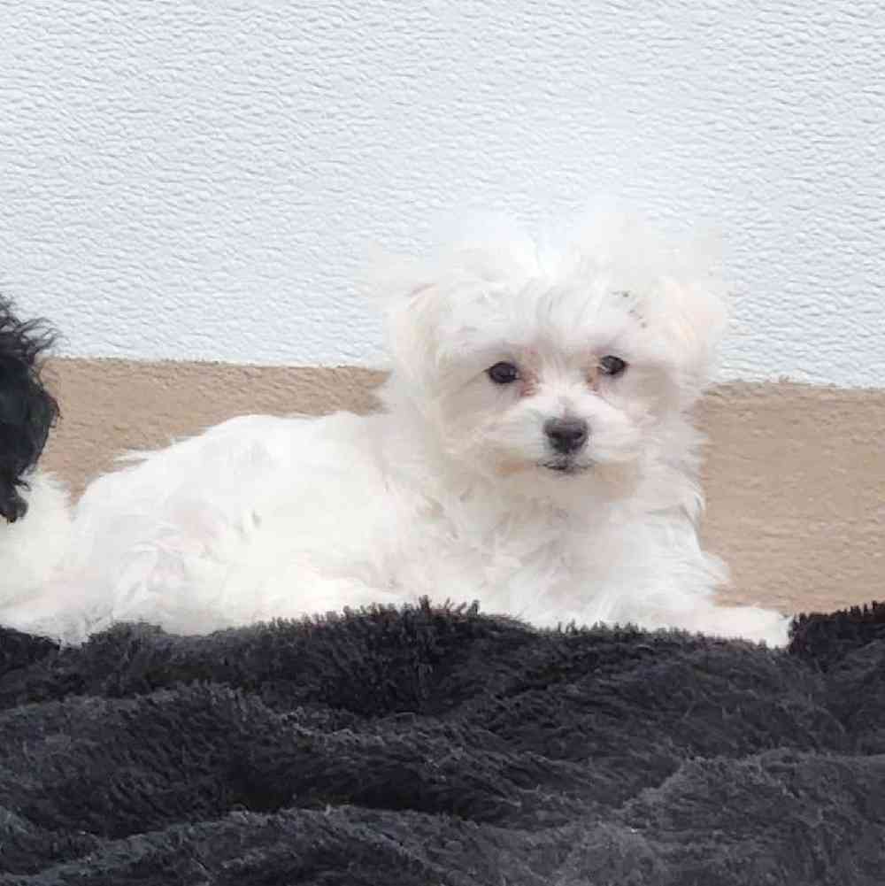 Female Maltese Puppy for Sale in Virginia Beach, VA