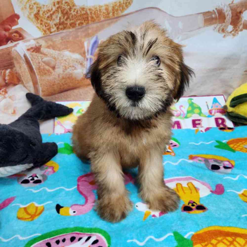 Female Soft Coated Wheaten Terrier Puppy for Sale in Virginia Beach, VA
