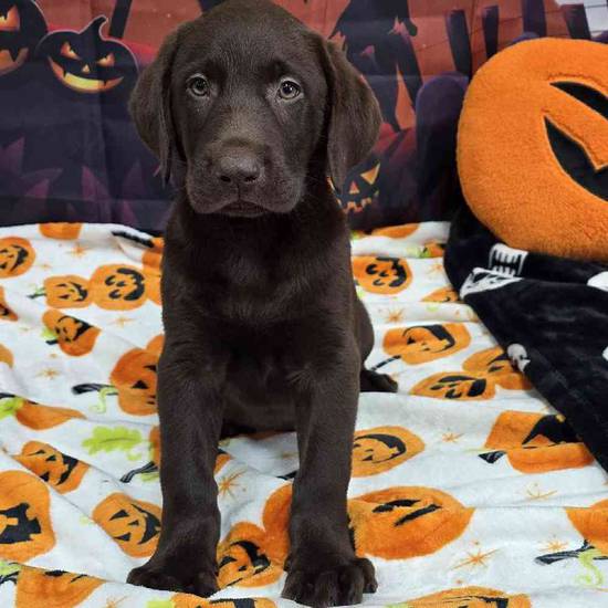 Labrador Retriever