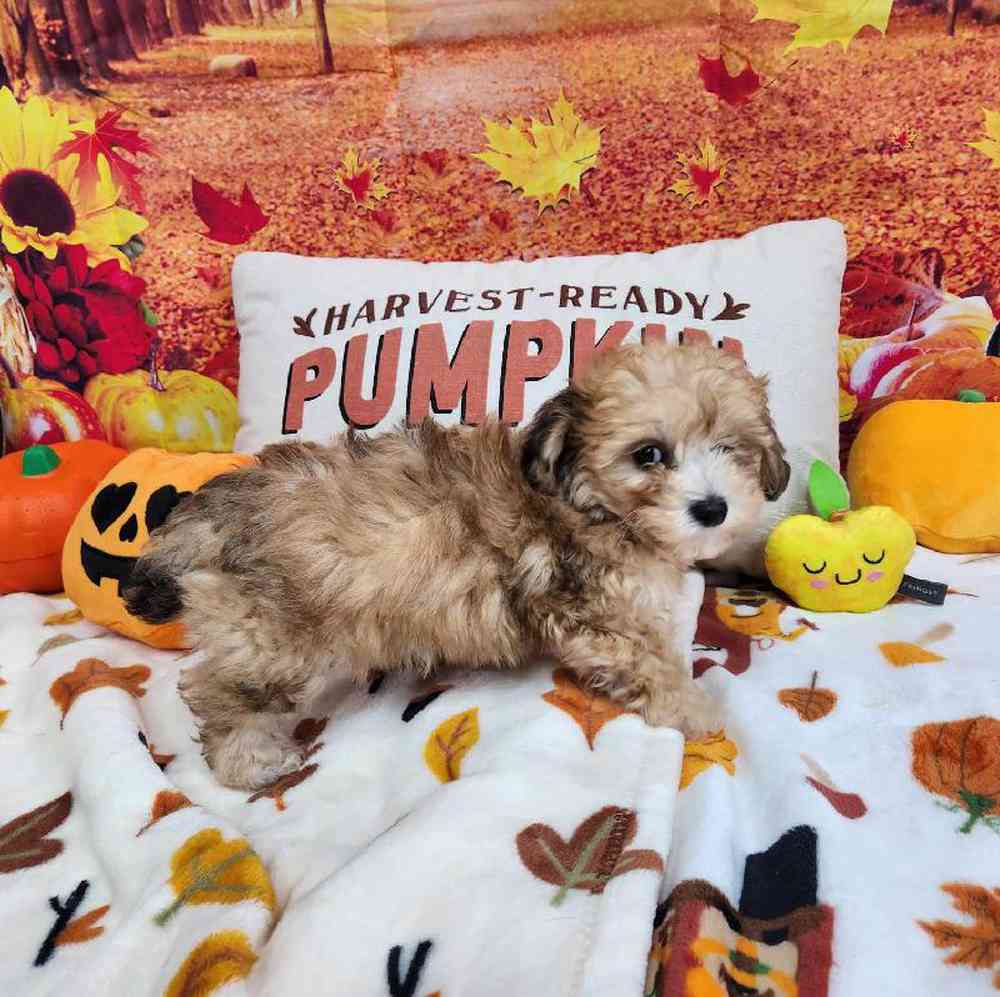 Male Bichonpoo Puppy for Sale in Virginia Beach, VA