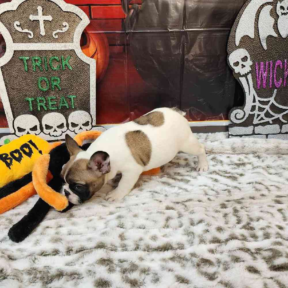 Female French Bulldog Puppy for sale