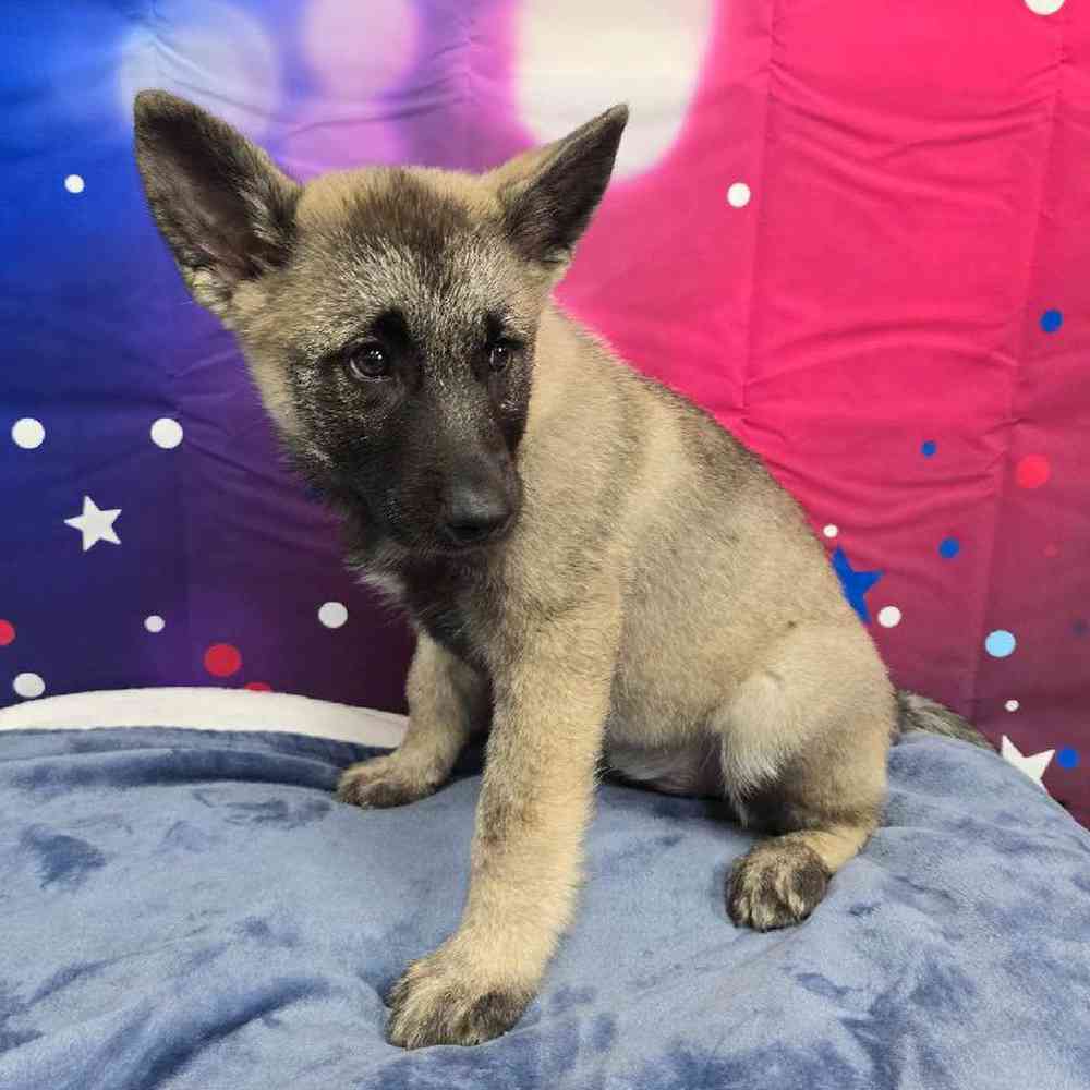 Male Norwegian Elkhound Puppy for Sale in Virginia Beach, VA