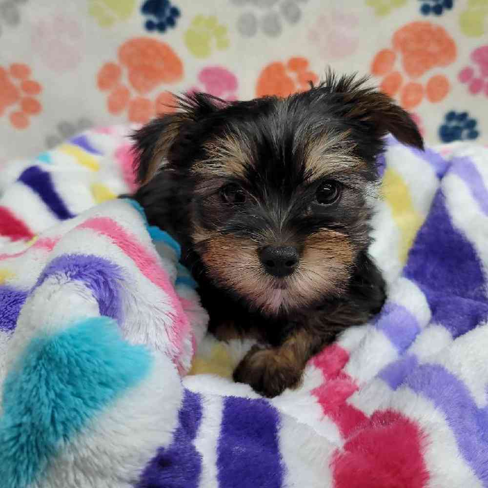 Male Morkie Puppy for Sale in Virginia Beach, VA