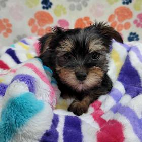 Morkie