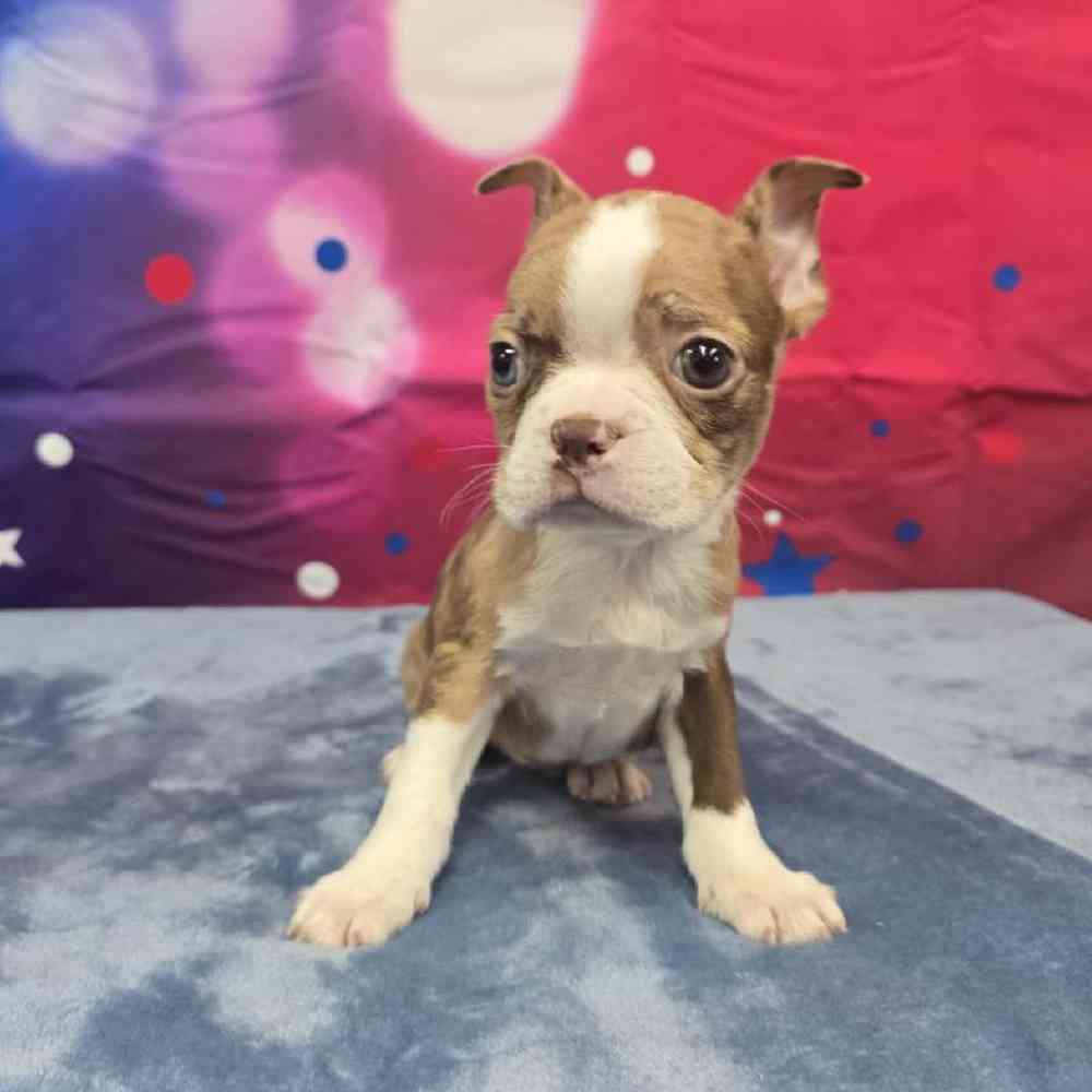 Male Boston Terrier Puppy for Sale in Virginia Beach, VA