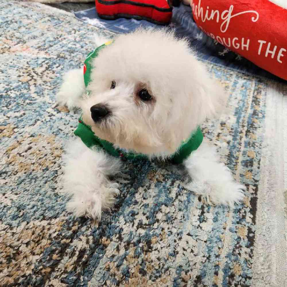 Male Bichon Puppy for Sale in Virginia Beach, VA