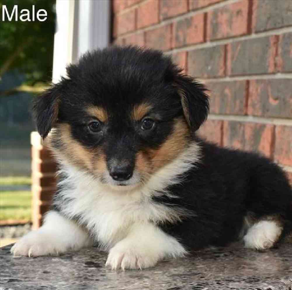 Male Pembroke Welsh Corgi Puppy for Sale in Virginia Beach, VA