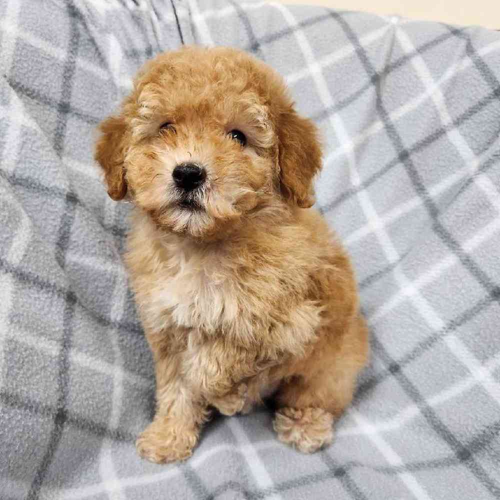 Male Poodle Toy Puppy for Sale in Virginia Beach, VA