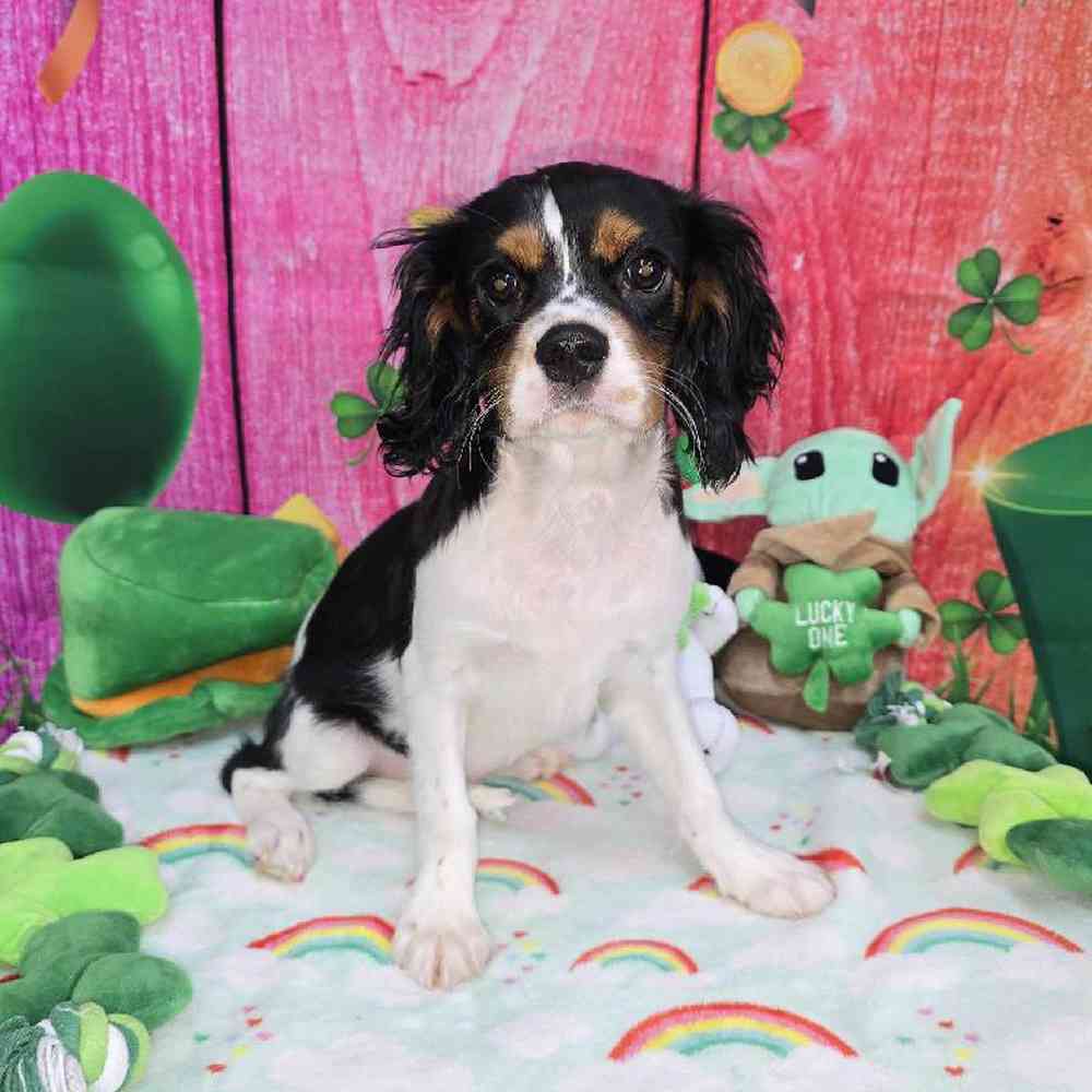 Male Cavalier King Charles Spaniel Puppy for Sale in Virginia Beach, VA