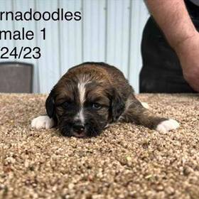 Mini Bernadoodle