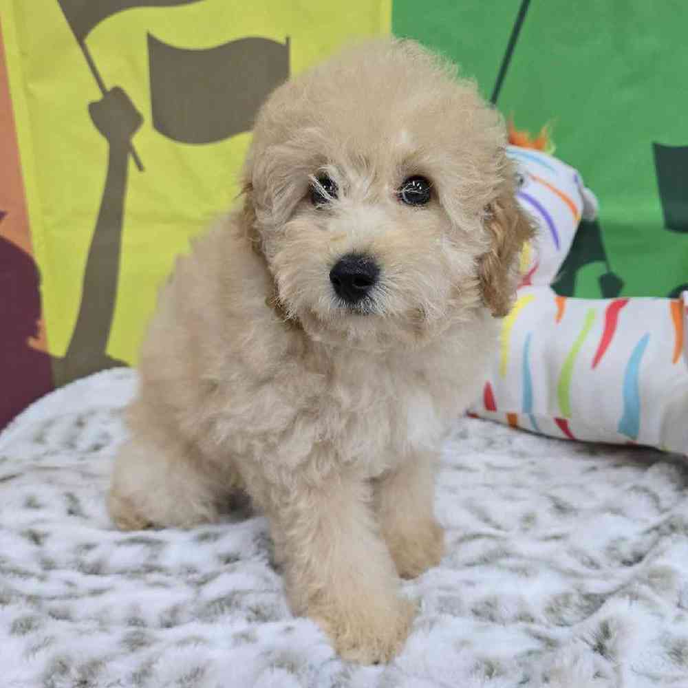 Male Mini Poodle Puppy for Sale in Virginia Beach, VA