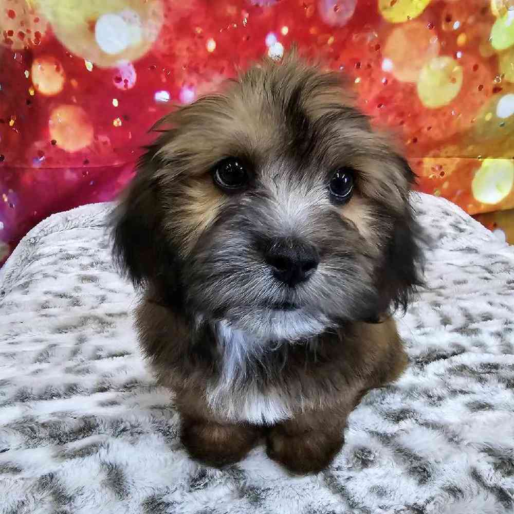 Male La-Chon Puppy for Sale in Virginia Beach, VA
