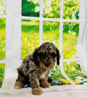 Mini Bernadoodle