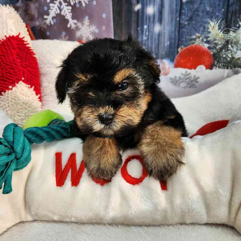 Female Morkie Puppy for Sale in Virginia Beach, VA
