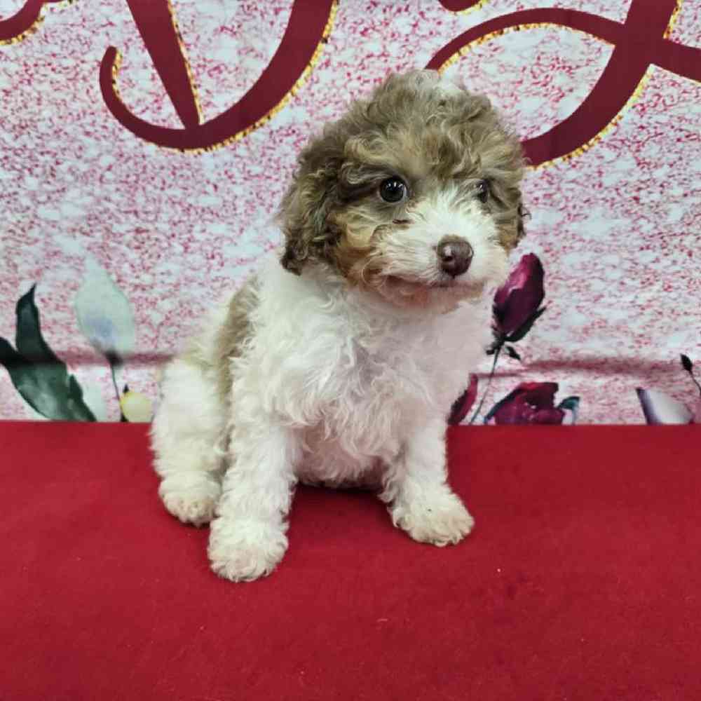 Male Havapoo Puppy for Sale in Virginia Beach, VA