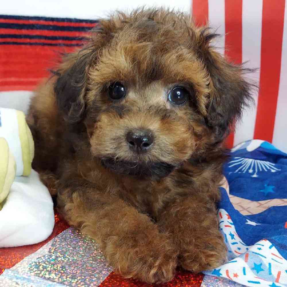 Male Maltipoo Puppy for sale