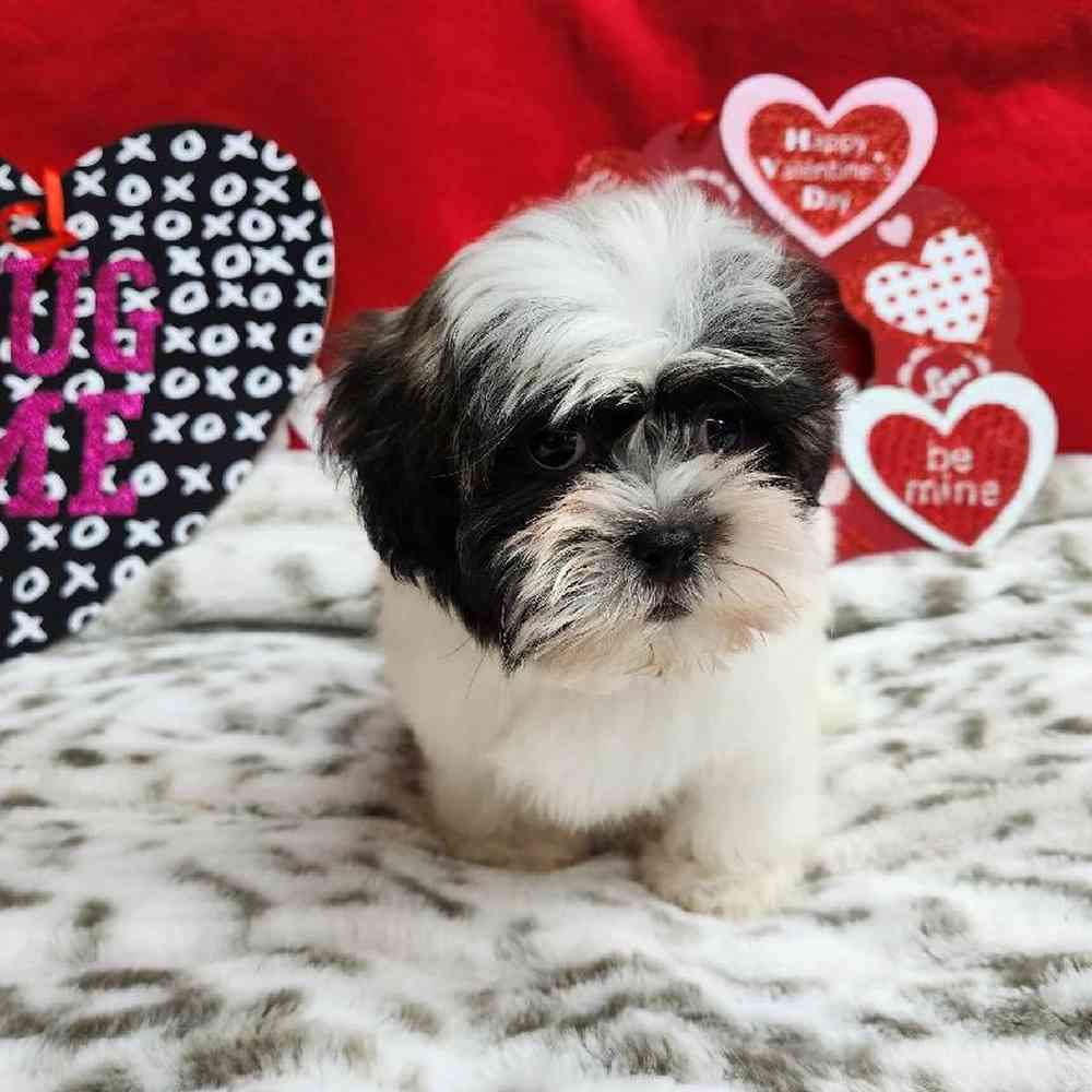 Male Shih Tzu Puppy for Sale in Virginia Beach, VA