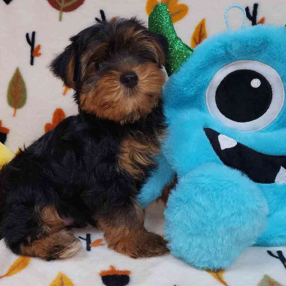 Male Yorkie Puppy for sale