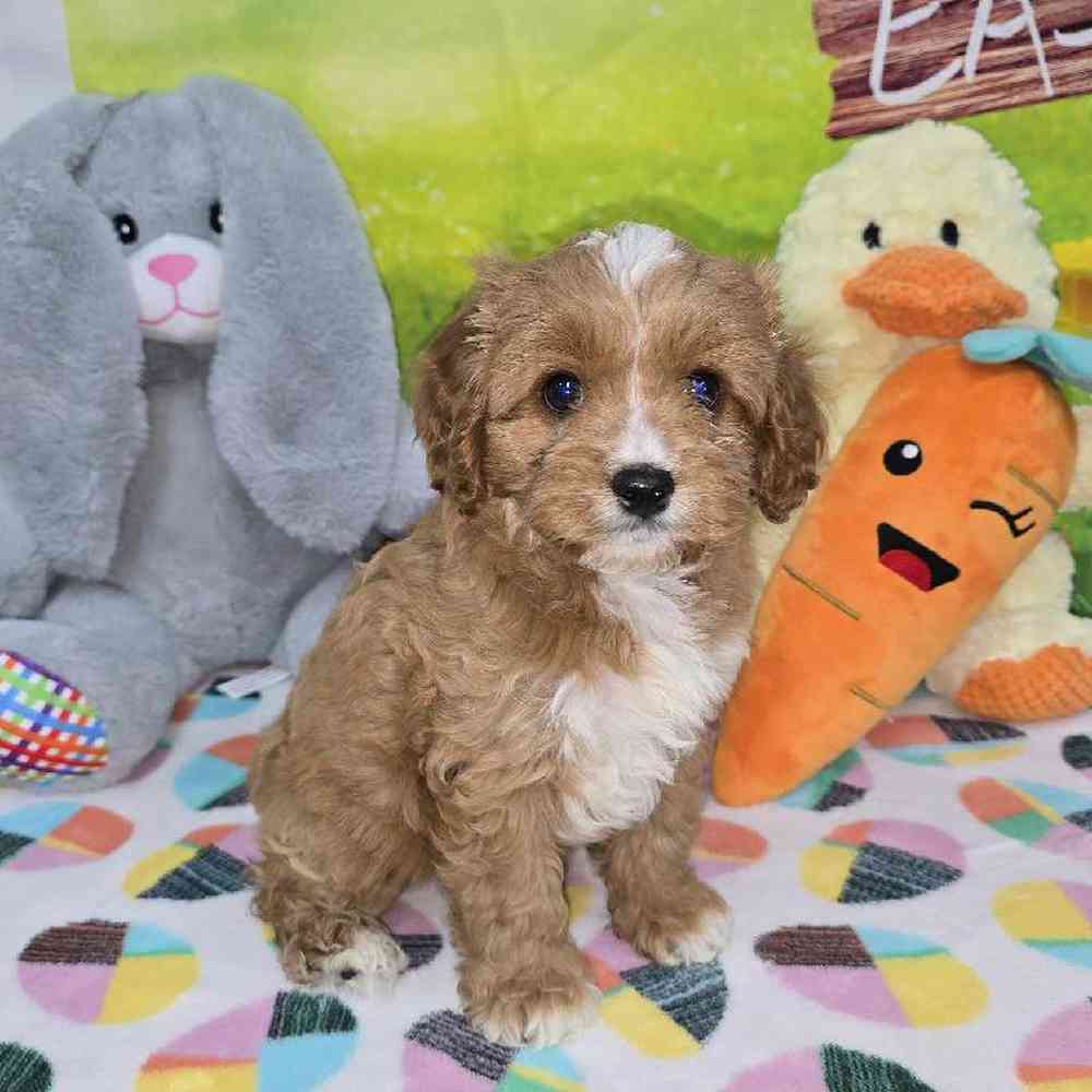 Female Cavapoo Puppy for Sale in Virginia Beach, VA