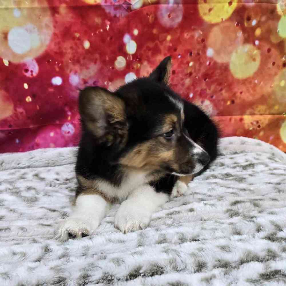 Male Pembroke Welsh Corgi Puppy for Sale in Virginia Beach, VA
