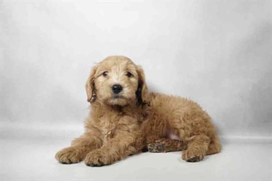 Mini Goldendoodle