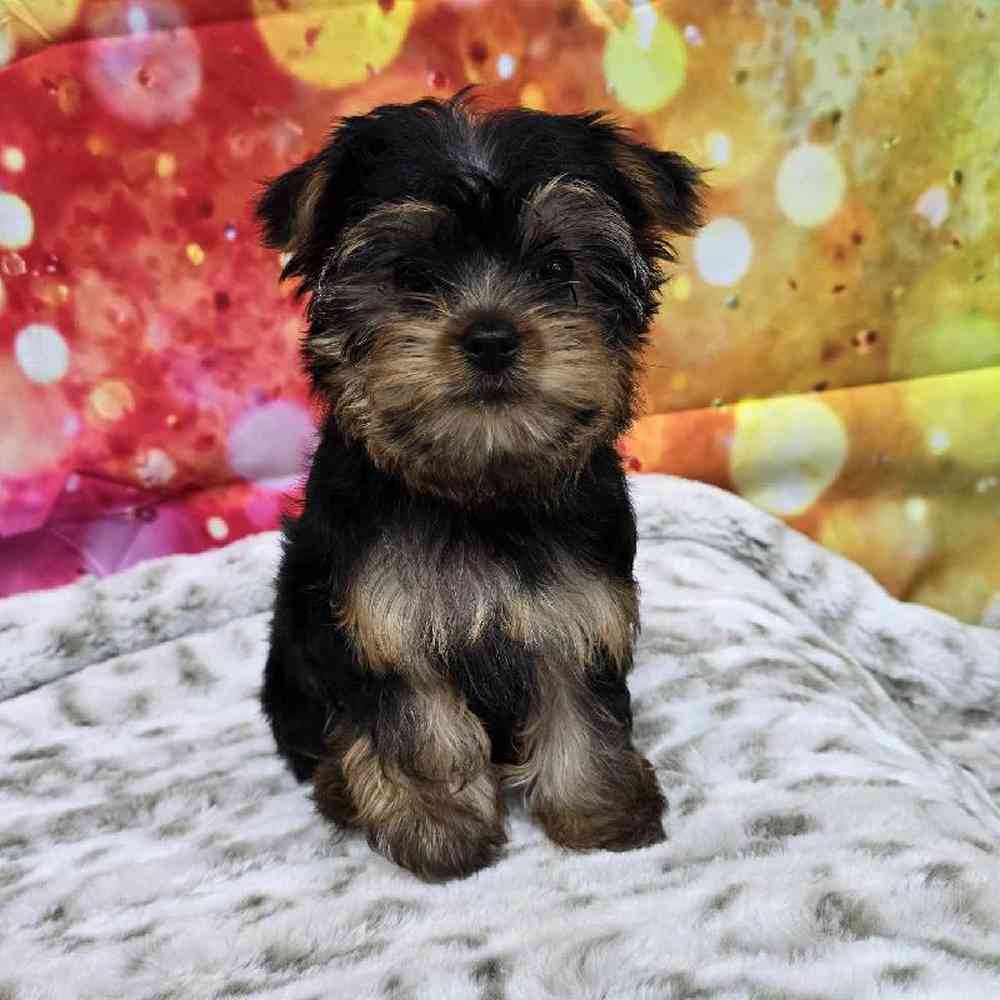 Female Yorkie Puppy for Sale in Virginia Beach, VA