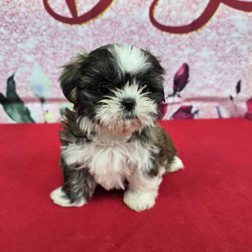 Female Shih Tzu Puppy for Sale in Virginia Beach, VA