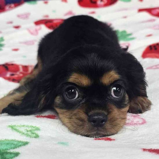 Cavalier King Charles Spaniel