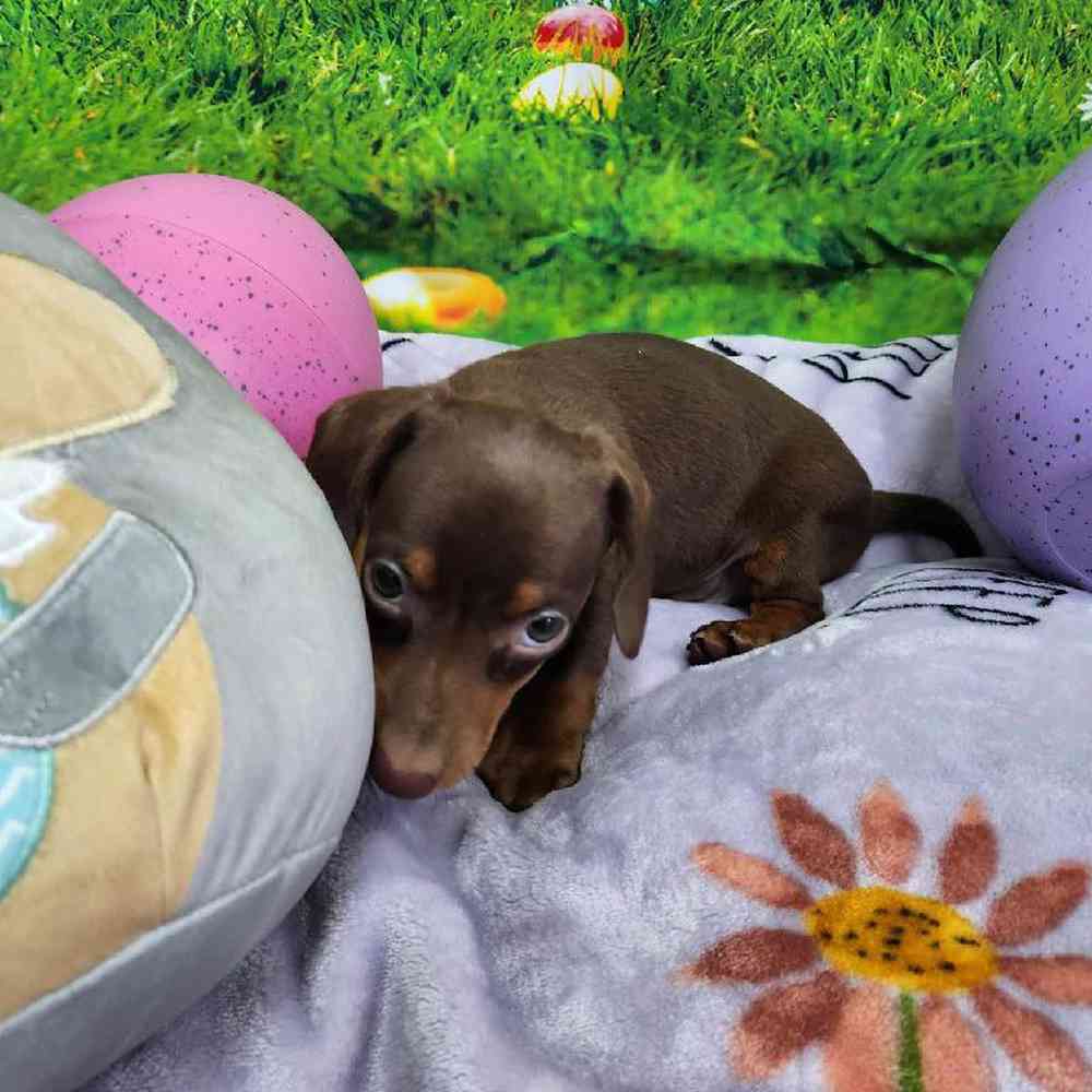 Male Dachshund Puppy for Sale in Virginia Beach, VA