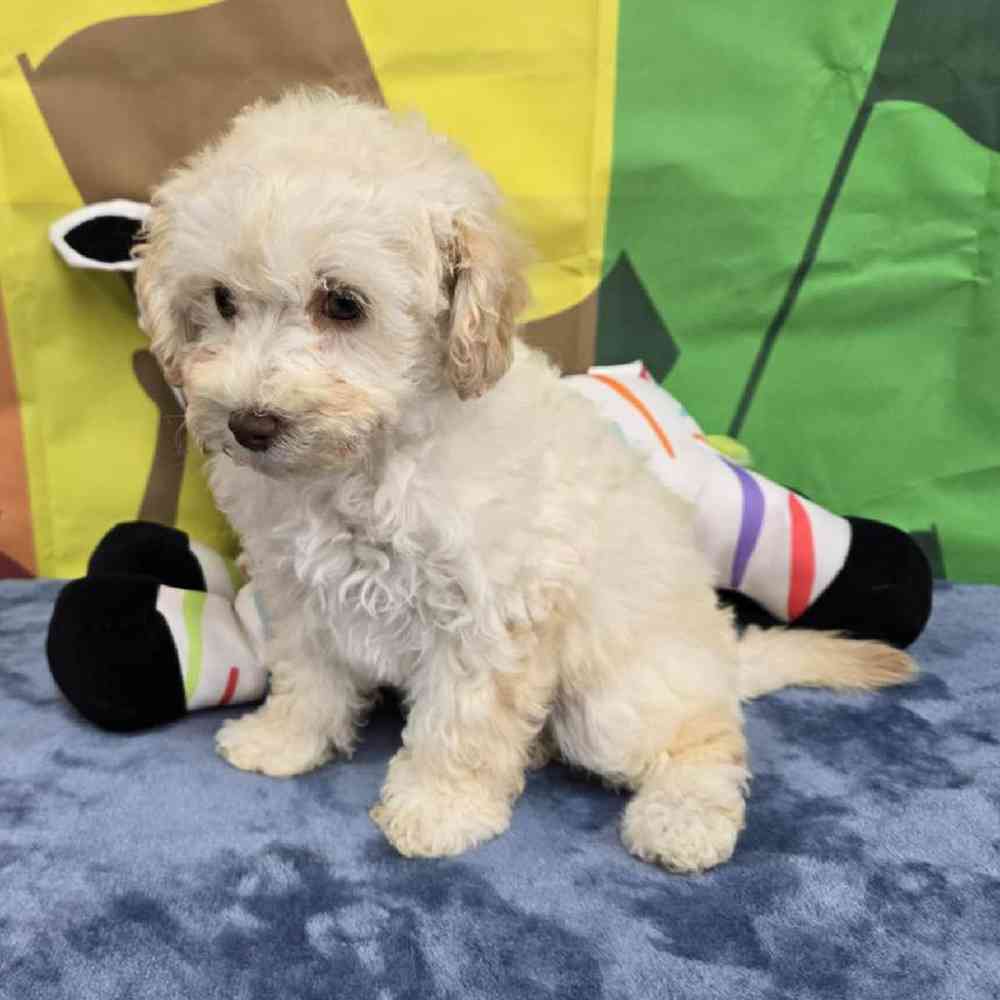 Female Poodle Toy Puppy for Sale in Virginia Beach, VA