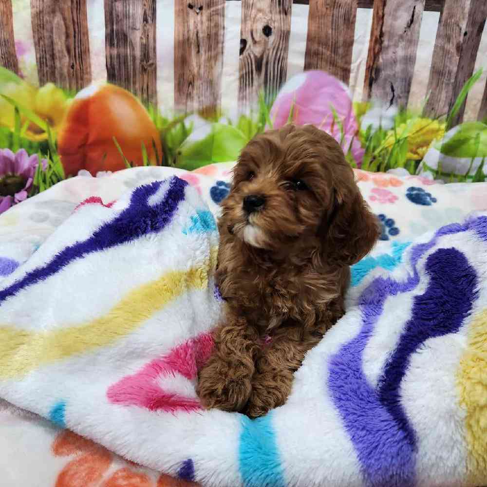 Female Cavapoo Puppy for Sale in Virginia Beach, VA