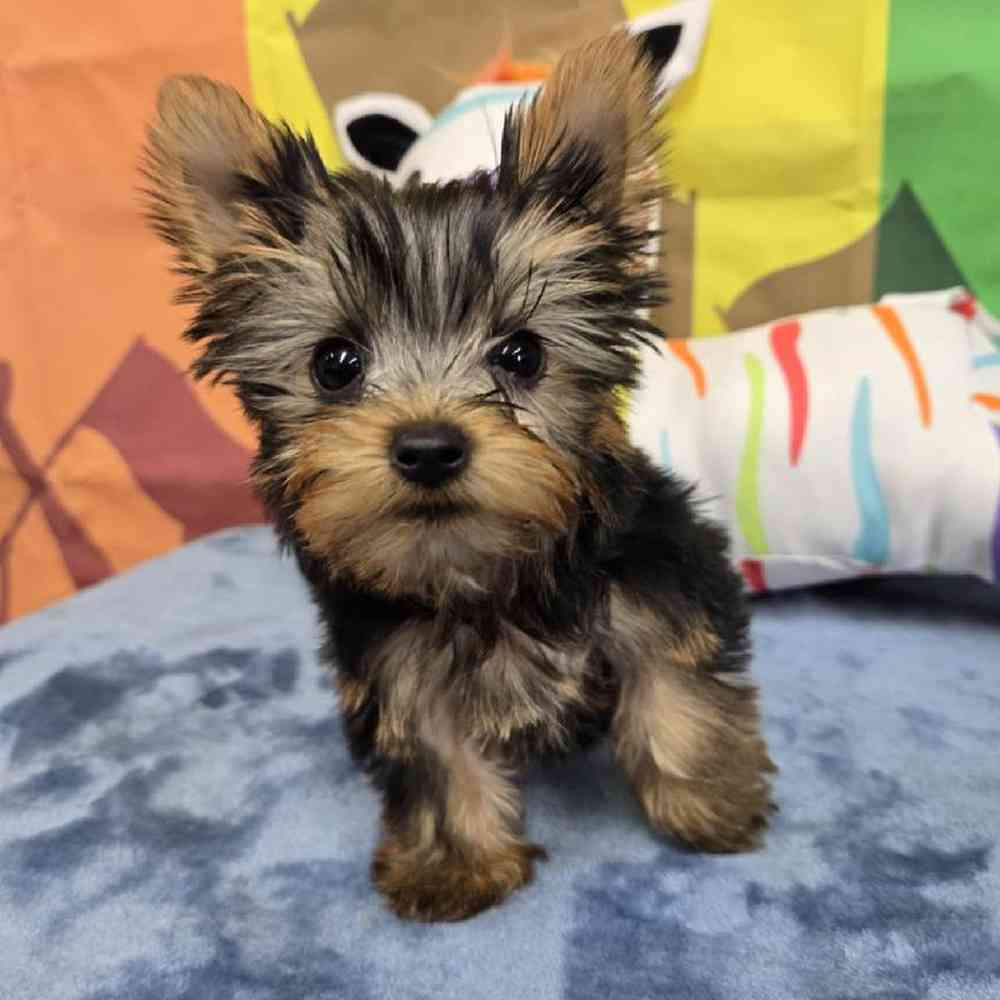 Male Yorkie Puppy for Sale in Virginia Beach, VA