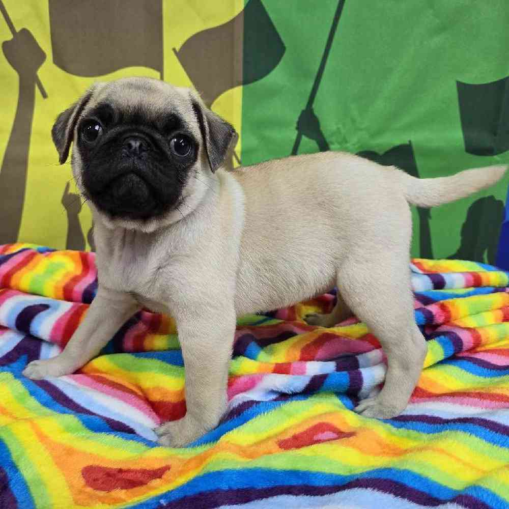 Female Pug Puppy for Sale in Virginia Beach, VA