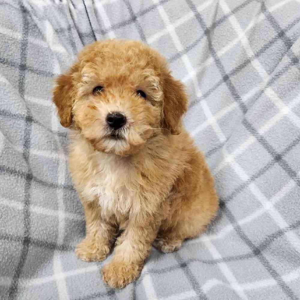 Male Poodle Toy Puppy for Sale in Virginia Beach, VA