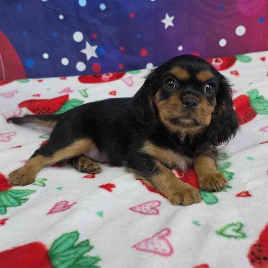 Cavalier King Charles Spaniel