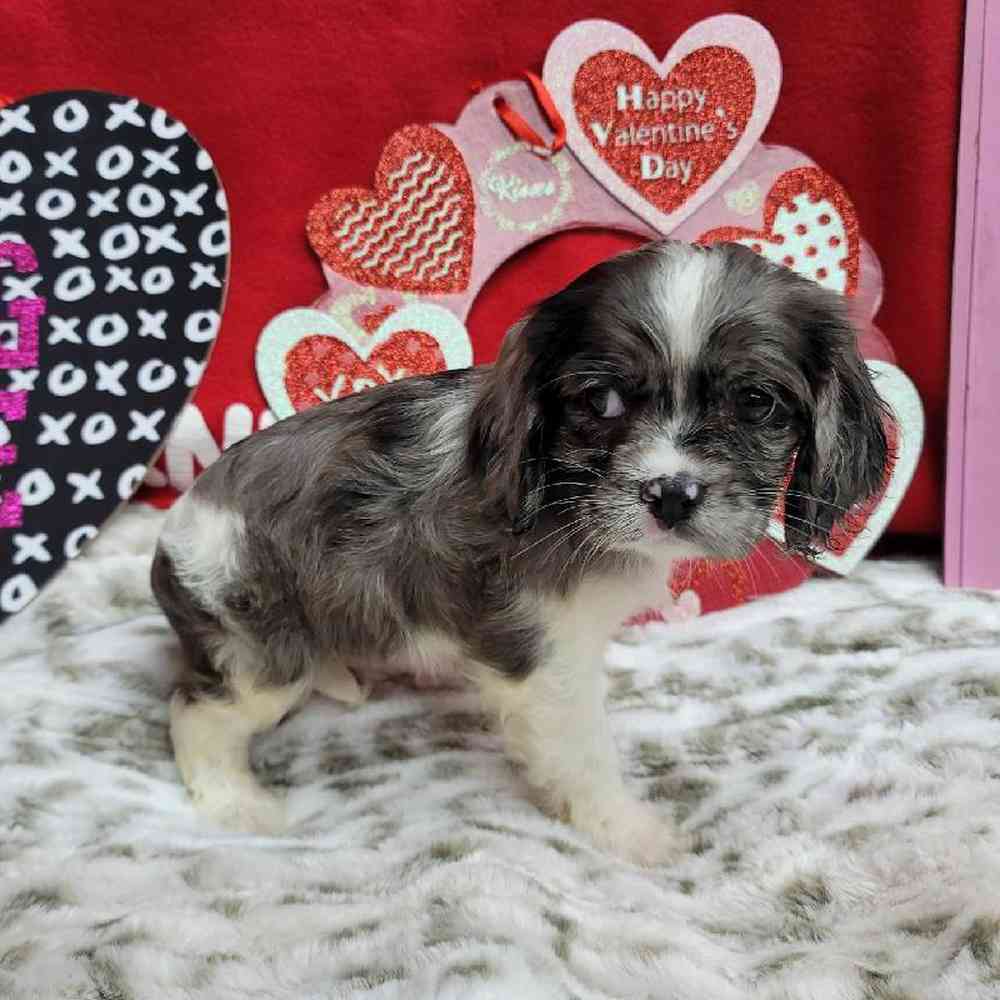 Female Cockapoo Puppy for Sale in Virginia Beach, VA