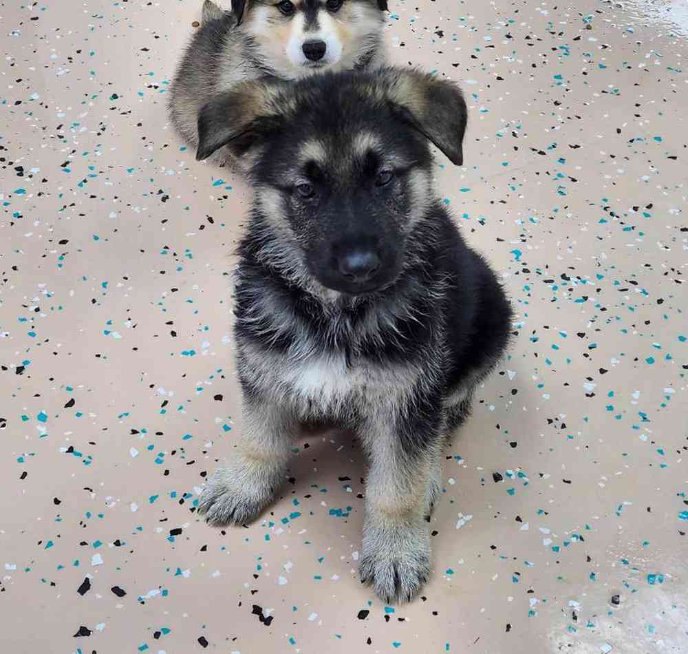 Male German Shepherd Puppy for Sale in Virginia Beach, VA