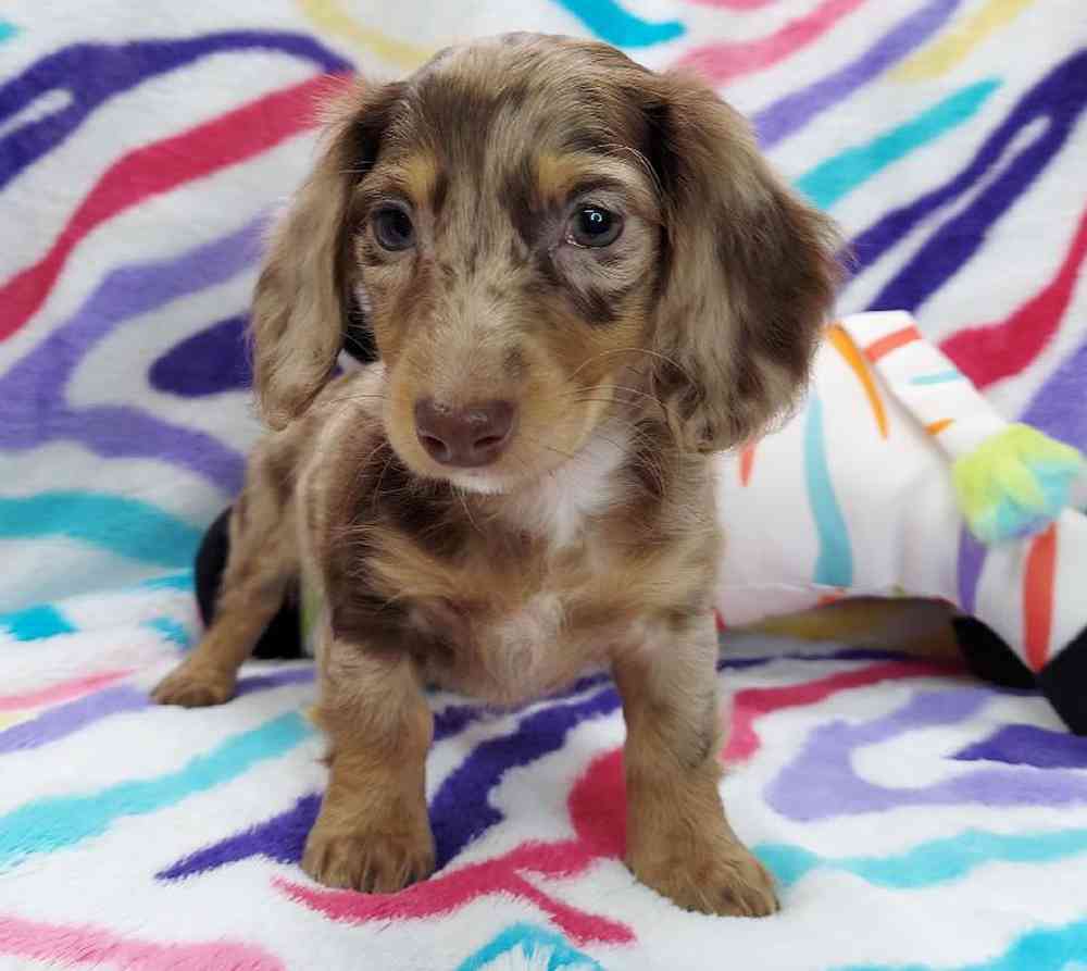 Male Dachshund Puppy for sale