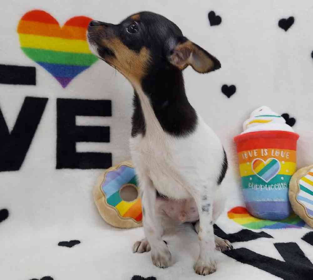 Male Rat Terrier Puppy for sale