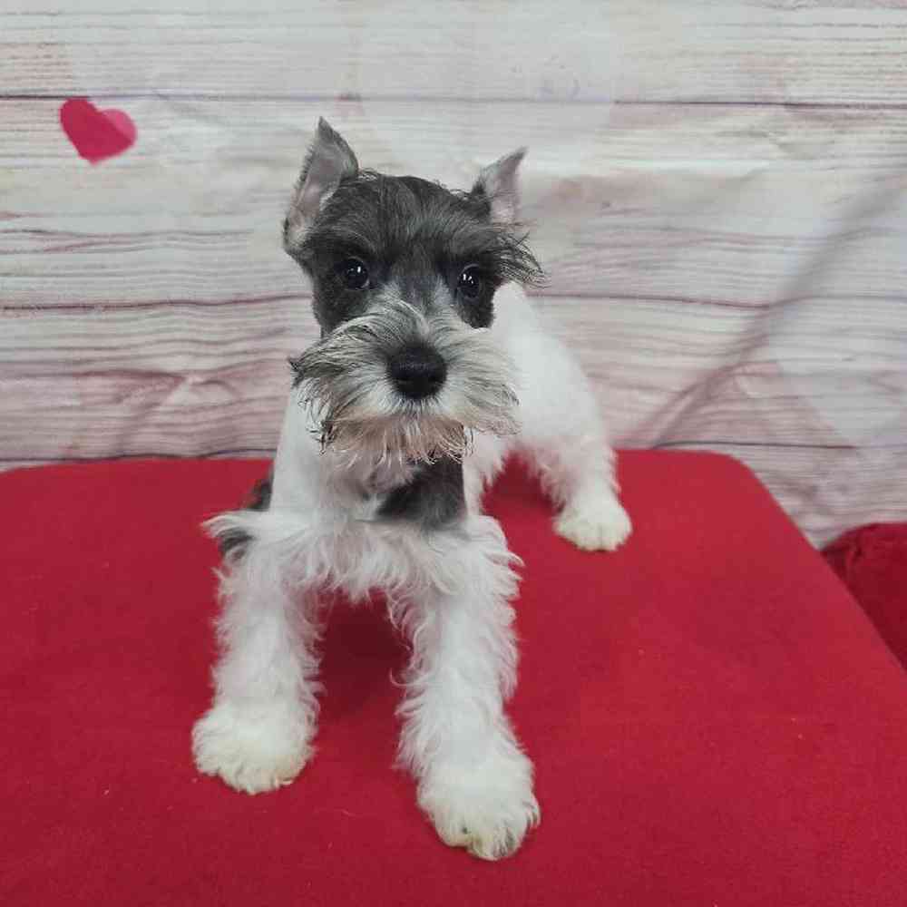 Male Mini Schnauzer Puppy for Sale in Virginia Beach, VA