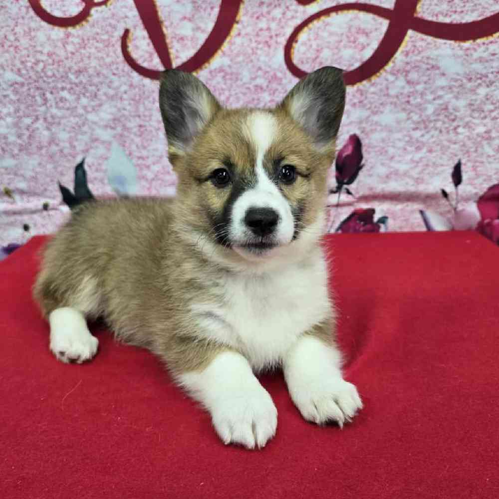 Female Pembroke Welsh Corgi Puppy for Sale in Virginia Beach, VA